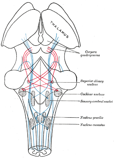 Gray's Anatomy plate 713: the fibers of the lemniscus, with the medial lemniscus in blue and the lateral lemniscus in red.