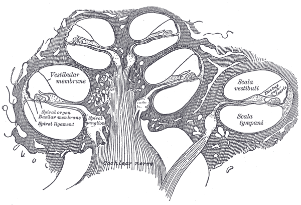 Gray's Anatomy 1918 plate 928, cross-section of one turn of the cochlea.